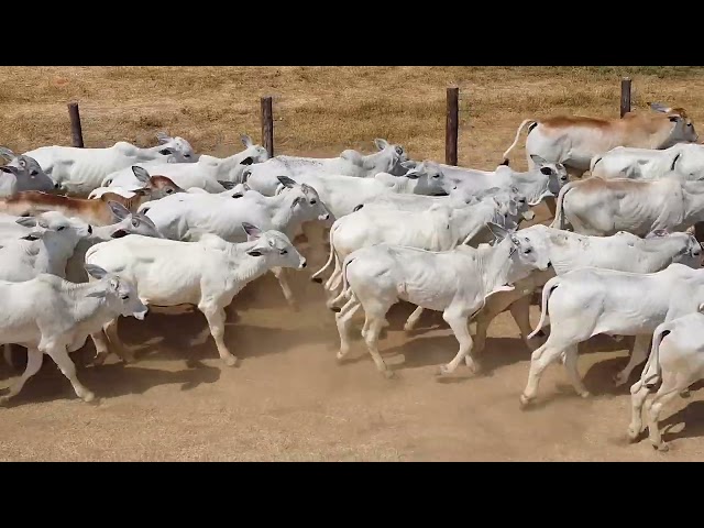 45º Mega Leilão Anual Carpa | BEZERROS LOTE 29C