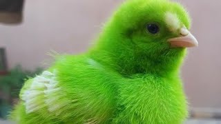 colorful chikens, cute baby chicks, Zari Tv