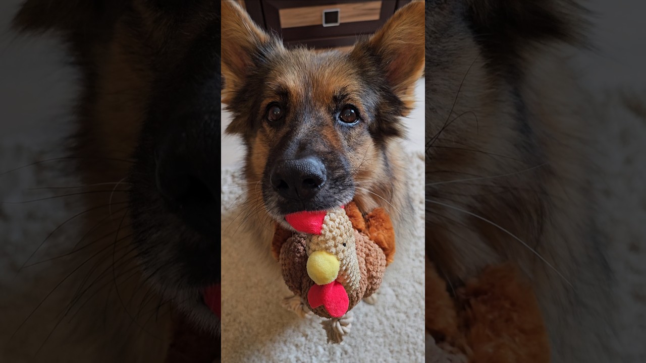 Napiszcie Arciowi, że ma ładnego kurczaka