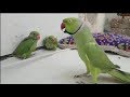 MY | TALKING PARROT | PLAYING WITH BABY PARROTS | PBI OFFICIAL -Youtube