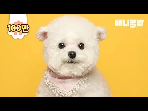 첫 증멍사진 찍었는데 포샵 안하고 이 정도면 잘 나온건가요 ㅣHere&amp;#39;s Cutie-Pie <strong>Dog</strong>&amp;#39;s <strong>First</strong> ID Photo &amp;quot;No Photoshop&amp;quot
