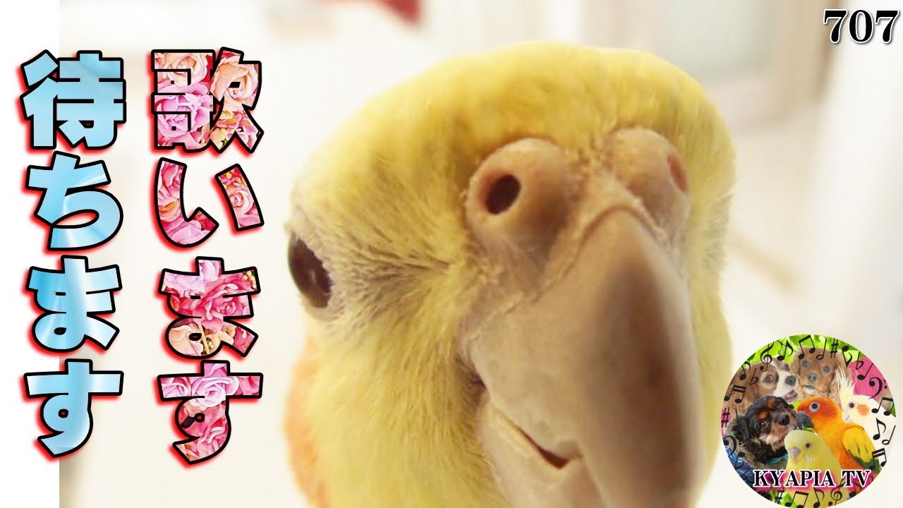 オカメインコ 飼い主をこんなに可愛い顔で待ってたの 歌 おもしろい癒し動物動画singing Cockatiel 707 Youtube