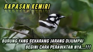 KAPASAN KEMIRI ( KACER JAWA ) ‼️ CARA MERAWATNYA KAPASAN KEMIRI ( KACER JAWA ) ‼️ CARA MERAWATNYA