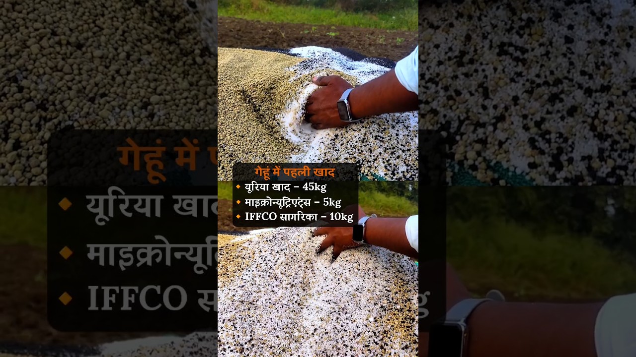 गेहूं में पहली खाद🌾 gehu me pahla khad🌱wheat Best fertilizers #shorts