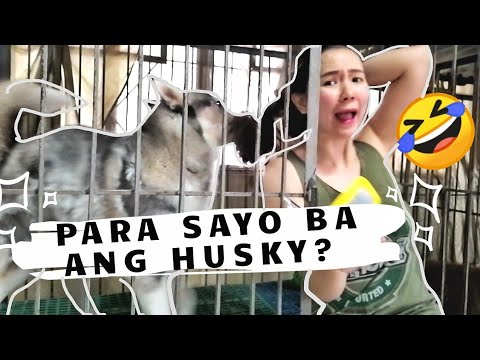 Video: Paano Naiiba Ang Husky Mula Sa Husky