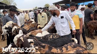 Rajasthan Ajmer Bakra Mandi  Update 1432026 viral youtubes