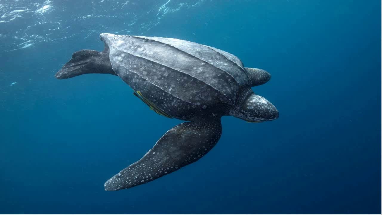 World's Largest Sea Turtle is in Danger| Leatherback sea turtle| Andaman & Nicobar islands