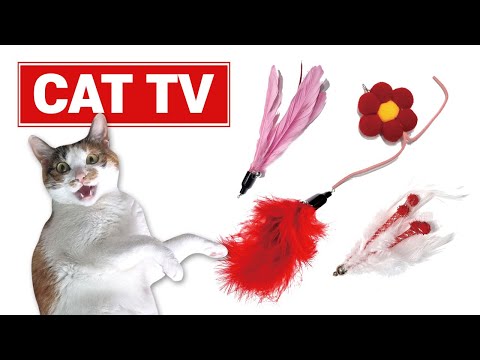 [CAT TV] videos for cats to watch😻8Hours😺cat toy