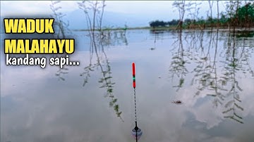 GANGGANG... SPOT SARANG NILA / WADUK MALAHAYU BREBES
