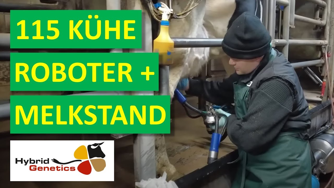 Fütterung mit Trioliet-Selbstfahrer Smartrac & Zucht von Hybrid-Kühen bei Karl-Christian Wilke