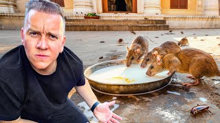 Visité El Templo De Las Ratas Sagradas En India