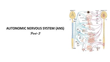 Parasympathetic nervous system. Prof. Dr. Md. Ashfaqur Rahman