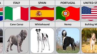 Most Popular Dog Breeds From Different Countries
