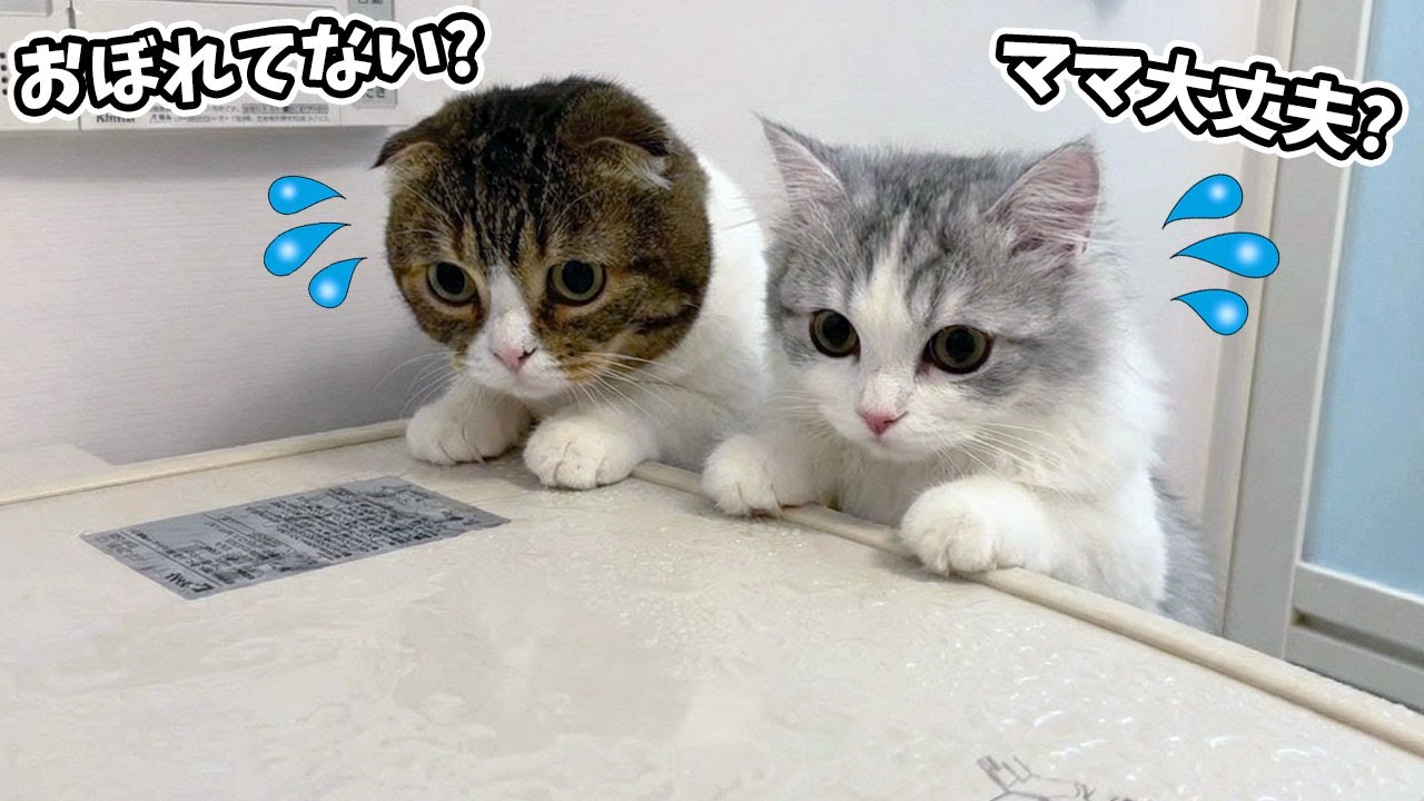 お風呂から出てこないママを心配するパパ猫と子猫が可愛すぎたw - YouTube