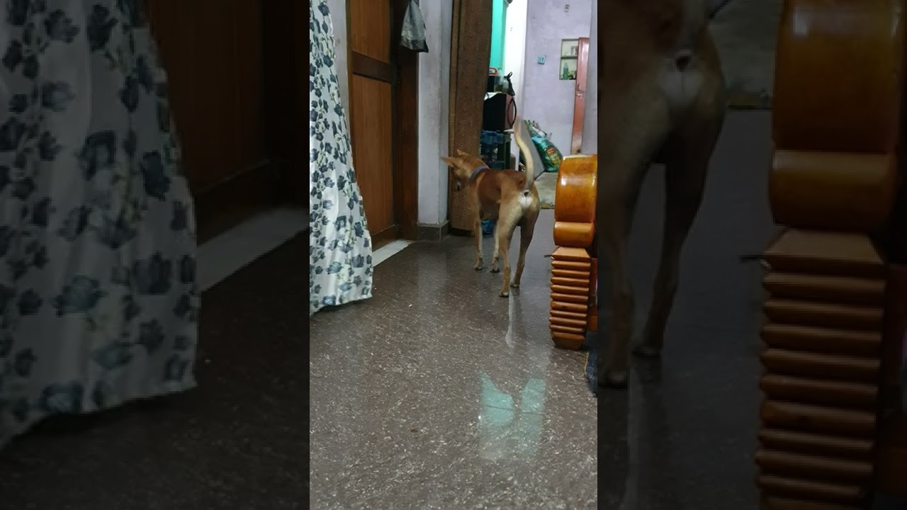 Choco saving Kaaviyan 😍🤗😁