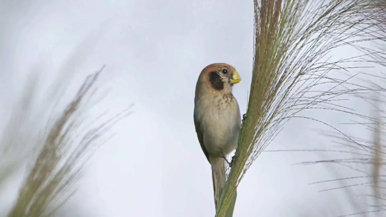 Spot Breasted Parrotbill Mustaposkitimali Paradoxornis Spot Breasted Parrotbill Mustaposkitimali Paradoxornis