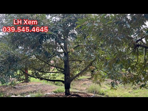 Video T372 @ Bán 5.000 M2 Vườn Sầu Riêng Xã Long Khánh TX... - youtube