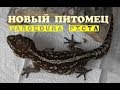 Новый питомец! Paroedura picta - Земляной мадагаскарский геккон