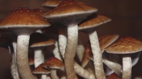 "Thank goodness I found psychedelics" | The push to legalize psychedelic drugs in California