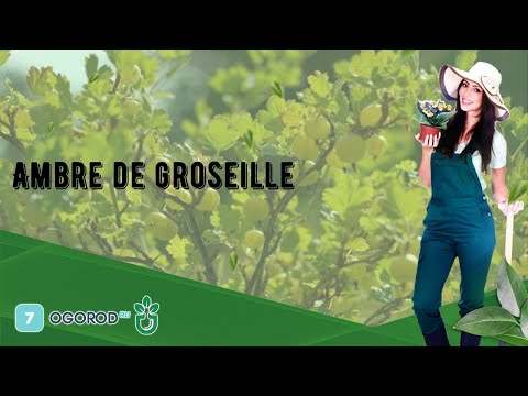 Vidéo: Groseillier doré : description, reproduction, plantation et entretien