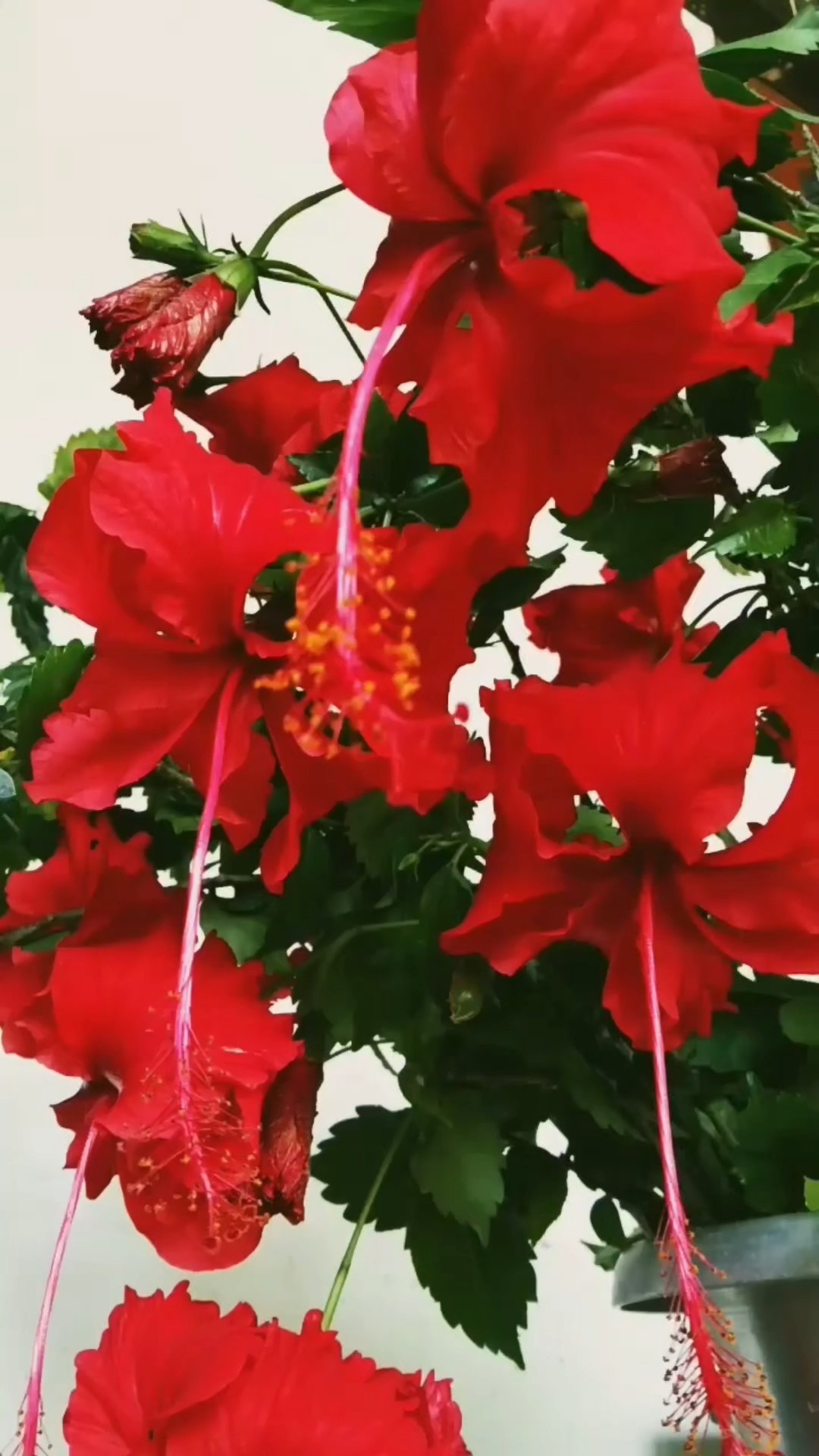 💃ட்ரெண்டி கலெக்ஷ்ன்ஸ் - ShareChat