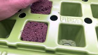 THE EASIEST WAY TO GERMINATE CANNABIS SEEDS: Day 1