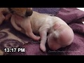 Parto de perrita chihuahua dando a luz 3 cachorros. - Chihuahua in labour giving birth 3 puppies.