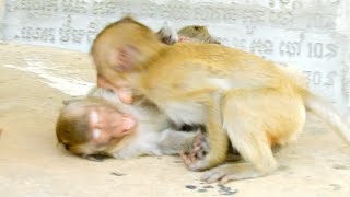 Wow Big Training A Little Monkey Start To Attack And Training To Fight All Time
