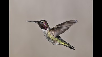 Smart Hummingbird Sees My Gopro - Slow Motion