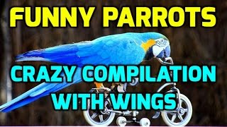 Funny Parrots - Crazy Compilation with Wings by TheDailyLaugh 698 views 7 years ago 10 minutes, 31 seconds