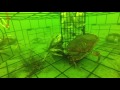 Crabbing in Hood Canal, Seabeck WA with a GoPro