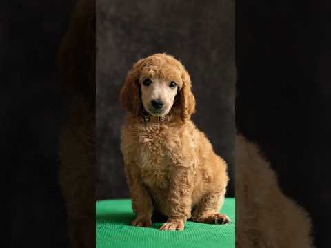 Ruby and Oreo's standard poodle puppies, personality video part one