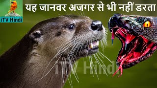 ऊदबिलाव एक शिकारी जानवर  udbilao janwar | Giant Otter | Wildlife Hindi | Animal Documentary in Hindi