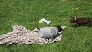 German Shorthaired Pointer Puppies For Sale by Greenfield Puppies 46 views 2 days ago 36 seconds