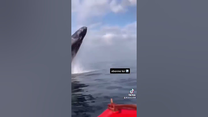 Voici ce que ça fait quand une baleine saute à côté de vous 😨￼