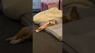 8 Week Old English Staffy Sound Asleep