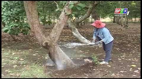 Phòng trừ sùng đục gốc trên cây điều