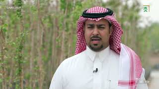 مشروع الرياض الخضراء يستهدف زراعة 7 ملايين شجرة مع تطوير 3300 حديقة .