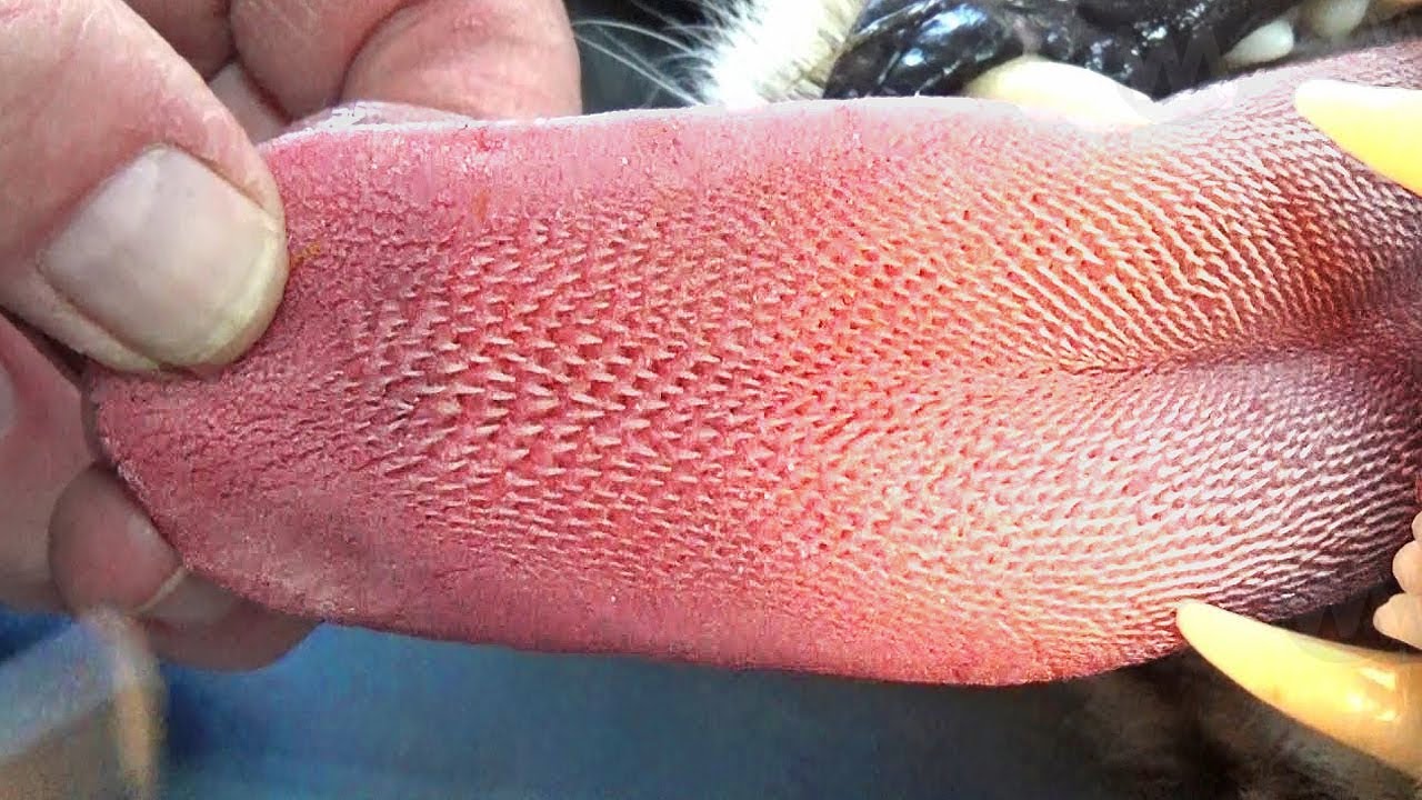 never let this lick you..