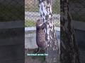 Котик Лео #видосыоткота #мем #смешнойшортс #Лео #юмор #веселыекоты #котики #смешновидео #тренды