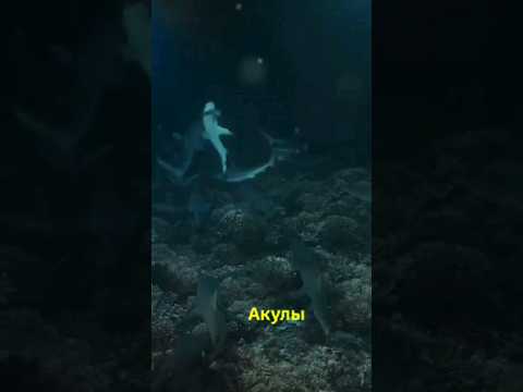 Акулы - древнейшие создания