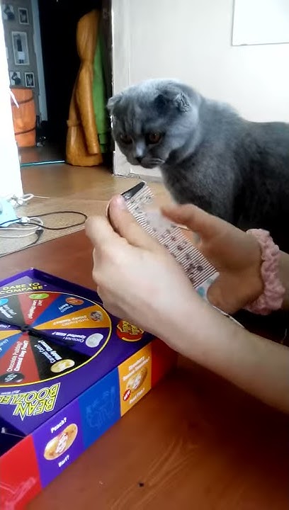 Прикол про кота - YouTube