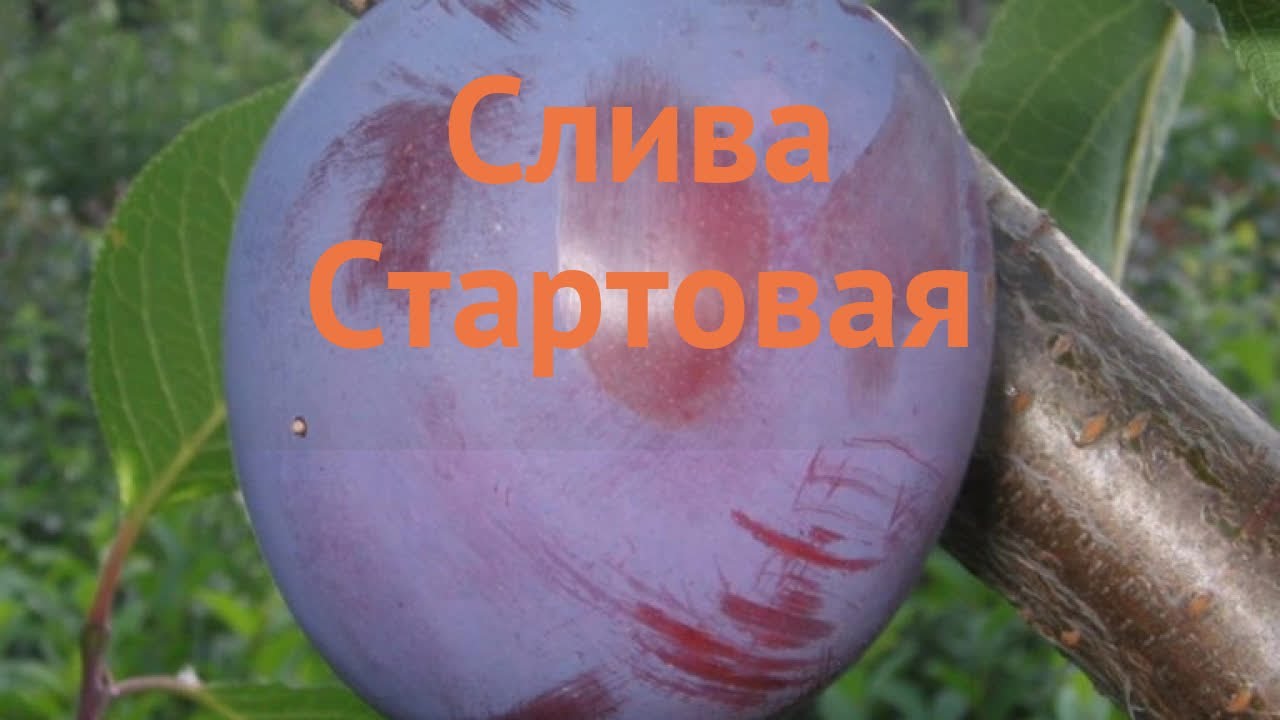 Слива стартовая описание сорта фото