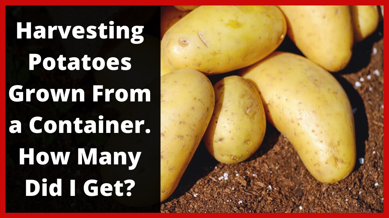 Harvesting Potatoes in a Container - How Many Did We Get?