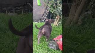 look how tiny Bluey is barely bigger than a cat 😂#americanbully#dog#ytshorts#foryou#puppy#trending