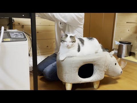 頭脳プレーでお父さんから椅子を奪う猫