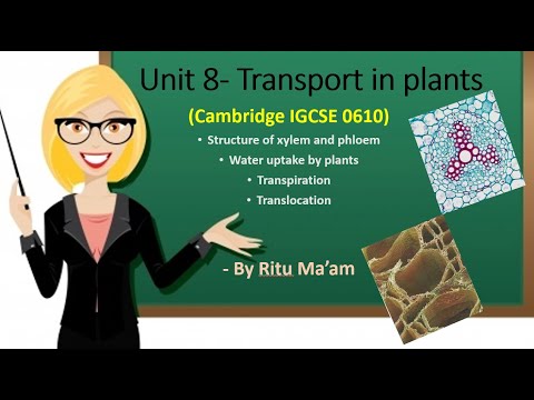 Cambridge IGCSE (0610) Unit 8- Transport in plants- Wilting