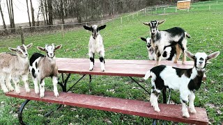 Trying to Milk with all the Goat Kids around | I made Guava-Dandelion Jelly