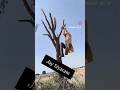 सिंगली होगा कर रहे है 🤣🤣🤣🤣🤣#comedy #trending #youtube #funny #shortsfeed #feed #kaki