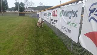 Saint Bernard & Great Dane meet for some quarantine fun